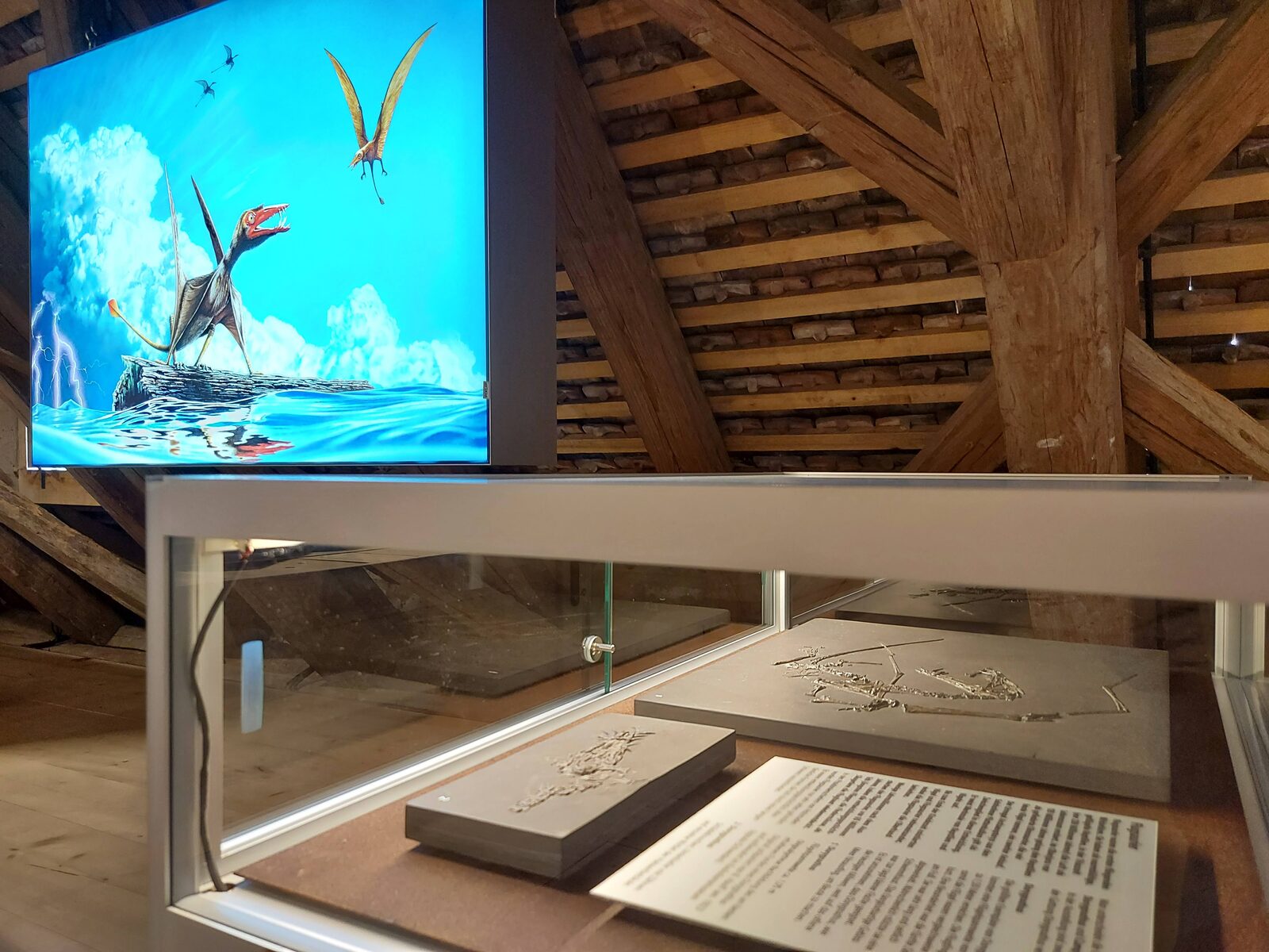 Urwelt-Museum Bodman Fossilien